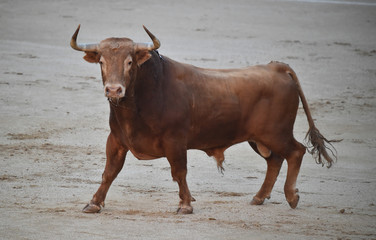 toro bravo español