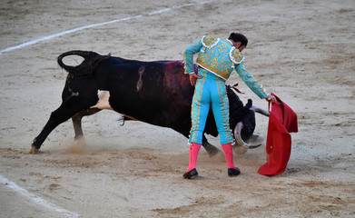 toro bravo español