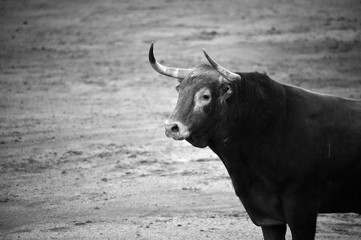 toro en españa en corrida de toros