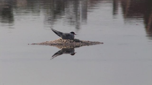 Common Tern incubating on nest, Atlit, Israel