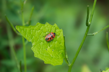 Red Cabbage Bug on Leaf in Springtime
