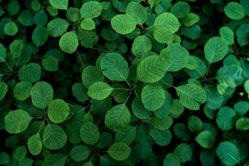 sumac green leaves background