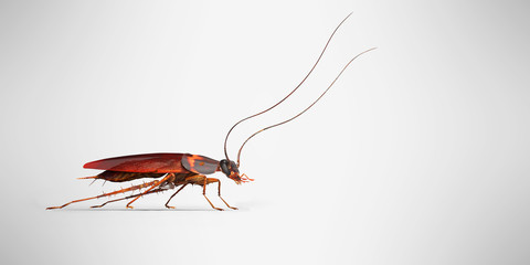 Cockroach crawling to the right 3d render on gray background with shadow