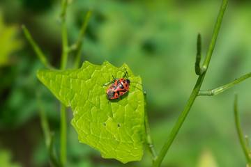 Red Cabbage Bug on Leaf in Springtime