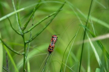 Red Cabbage Bugs Mating on Leaf in Springtime