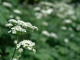 beautiful forest green herb with umbellate inflorescence
