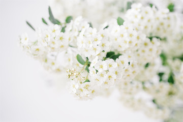 Bouquet of white flowers on light background