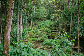 The river Lillach is flowing over the Sinterterrassen (sinter terraces) in an idyllic forest landscape near the Lillachquelle (Lillach source) near the town Weißenohe, Germany