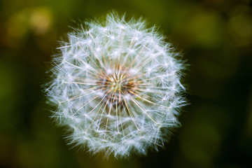 a summer fluffy dandelion on a green background in a clearing