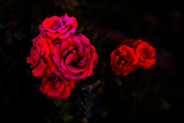 red roses on a black background