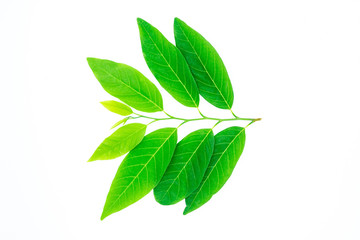 Green nature leaf