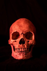 Full Frontal View of an Anatomical Skull