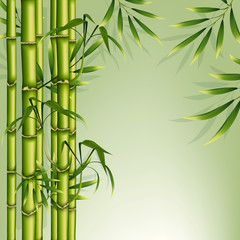 Fototapeta na wymiar Bamboo background. Green floral illustration for business advertising. Natural banner to insert text. Vector illustration