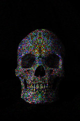 Full Frontal View of an Anatomical Skull