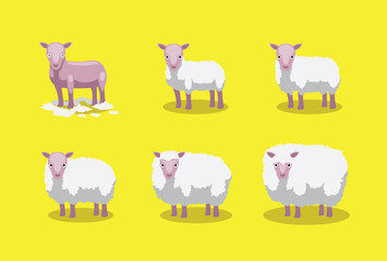 Sheep Cute Growing Stages Cartoon Vector Illustration