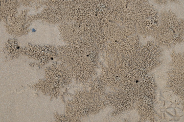 Crab hole homes on the beach.