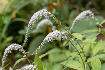 オカトラノオの花