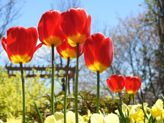  Tulips in bloom, a beautiful spring day, Sainte-Apolline, Quebec