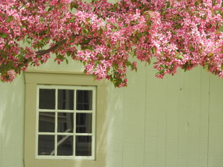 Fototapeta na wymiar Apple trees in bloom and a window, Montmagny