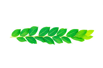 Green nature leaf
