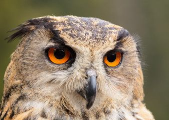 Eagle owl close up shot.