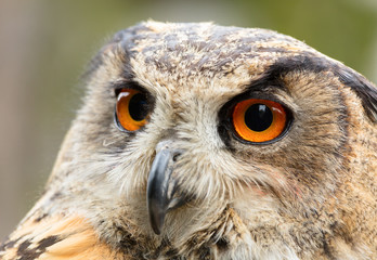 Eagle owl close up shot.