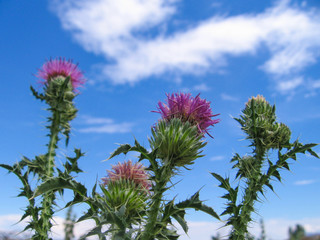 Thistle