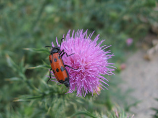 Insects and thistle