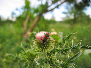 Insect and thistle