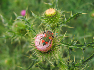 Insect and thistle