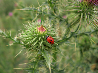 Ladybug