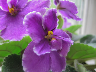 Obraz premium A violet