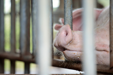 piglet on swine breeding farm, organic pig farming, animal farming
