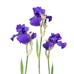 Three purple iris flowers with long stem and green leaf isolated on white background. Cultivar from Tall Bearded (TB) iris garden group
