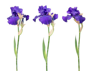 Set of blue iris flowers with long stem and green leaf isolated on white background. Cultivar from Tall Bearded (TB) iris garden group