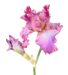 Rolgordijnen Pink iris flower close-up isolated on white background. Cultivar from Tall Bearded (TB) iris garden group © kazakovmaksim