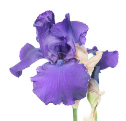 Fototapeta na wymiar Purple iris flower close-up isolated on white background. Cultivar from Tall Bearded (TB) iris garden group