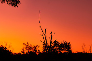 Pair of eagles at sunrise perched in barren tree
