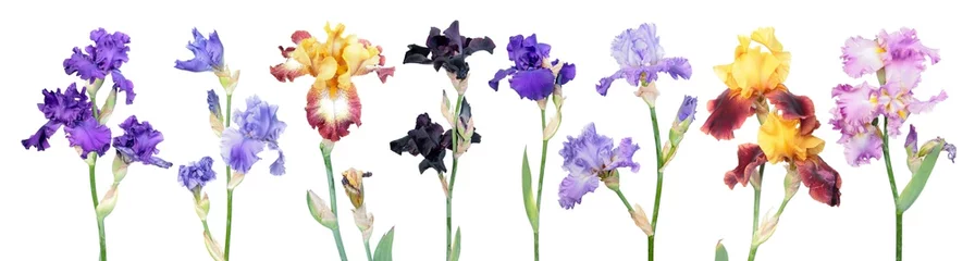 Poster Im Rahmen Große Reihe von verschiedenen Farben Iris Blumen mit grünen Blättern auf weißem Hintergrund. Gesamtansicht der blühenden Pflanzen. Sorten aus der Gartengruppe der Tall Bearded (TB) Iris © kazakovmaksim