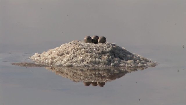 Common Tern eggs on nest, Atlit, Israel