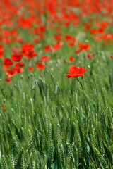 beautiful red poppies in a green wheat field in Tuscany near San Quirico d'Orcia (Siena). Italy.