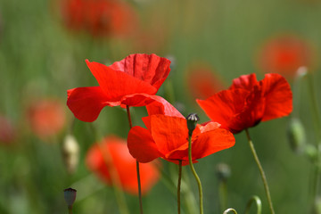 Fototapeta premium Close up on red poppies in a wheat field in Tuscany near San Quirico d'Orcia (Siena). Italy.