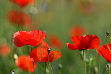 Close up on red poppies in a wheat field in Tuscany near San Quirico d'Orcia (Siena). Italy.