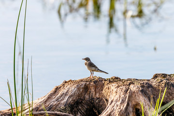 Wagtail on a wooden stump in summer