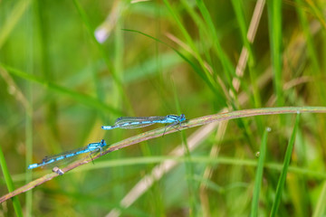 Two blue damselfly in the grass on a meadow
