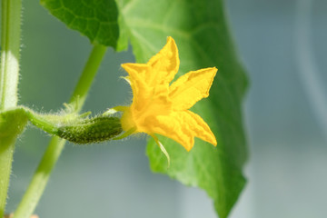 small green cucumber with a yellow flower on a branch in a greenhouse with space for text