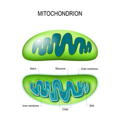 Mitochondrion. cross-section and structure mitochondrion organelle.