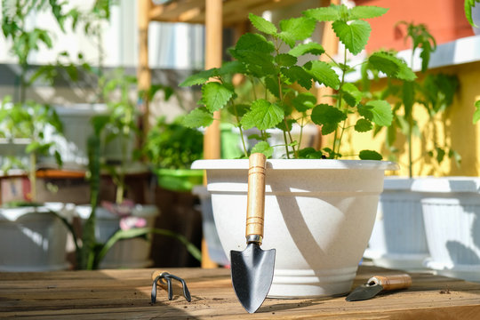 Mint In A Pot With Garden Tools Prepared For Planting On The Balcony In Natural Conditions As A Hobby Of A Business Person Against The Background Of Many Plants Planted On A Bright Sunny Day