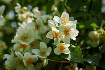 Blooming philadelphus coronarius jasmin bush
