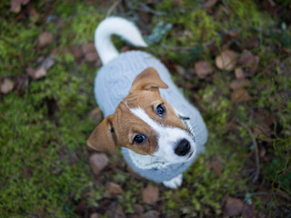 Jack Russel Terrier Puppy 